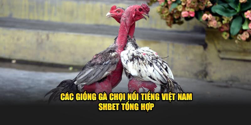 Các Giống Gà Chọi Nổi Tiếng Việt Nam - SHBET Tổng Hợp