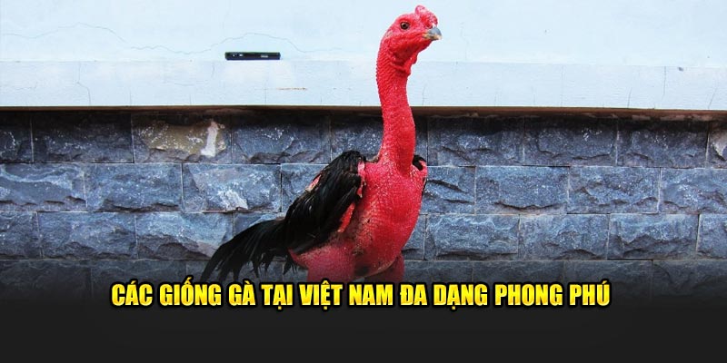 Các giống gà tại Việt Nam đa dạng phong phú