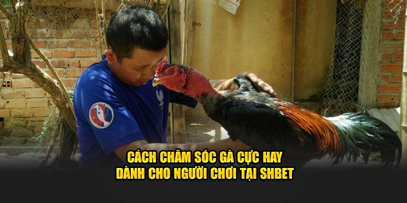 Cách Chăm Sóc Gà Cực Hay Dành Cho Người Chơi Tại SHBET