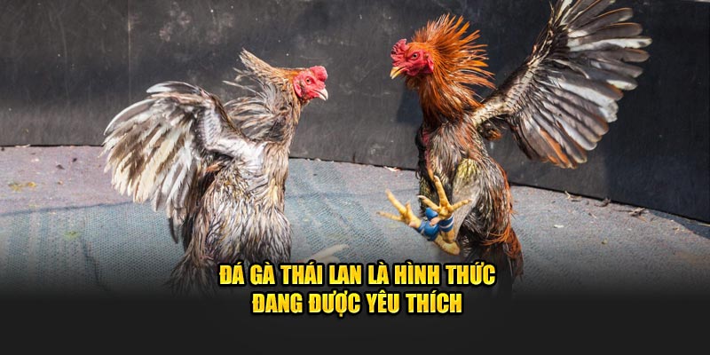 Đá gà Thái Lan là hình thức đang được yêu thích