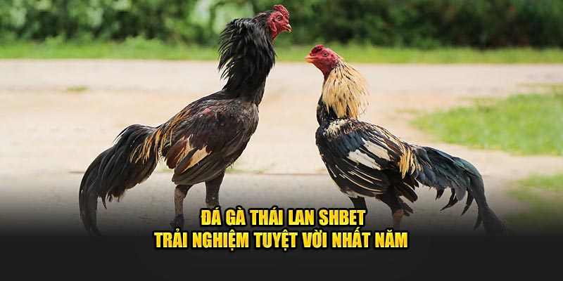 Đá Gà Thái Lan SHBET - Trải Nghiệm Tuyệt Vời Nhất Năm