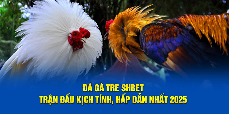 Đá Gà Tre SHBET – Trận Đấu Kịch Tính, Hấp Dẫn Nhất 2025