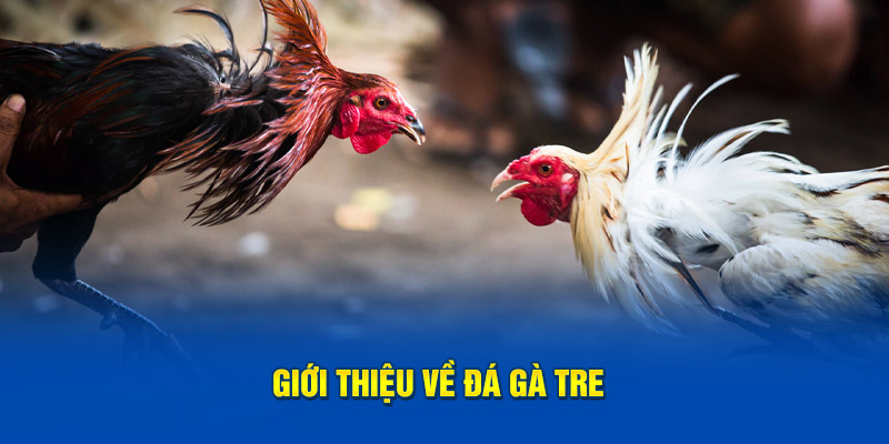 Giới thiệu về đá gà tre