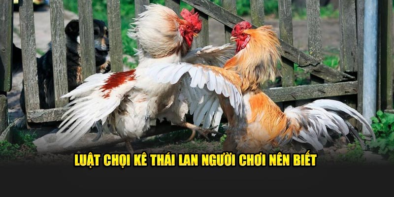 Luật chọi kê Thái Lan người chơi nên biết