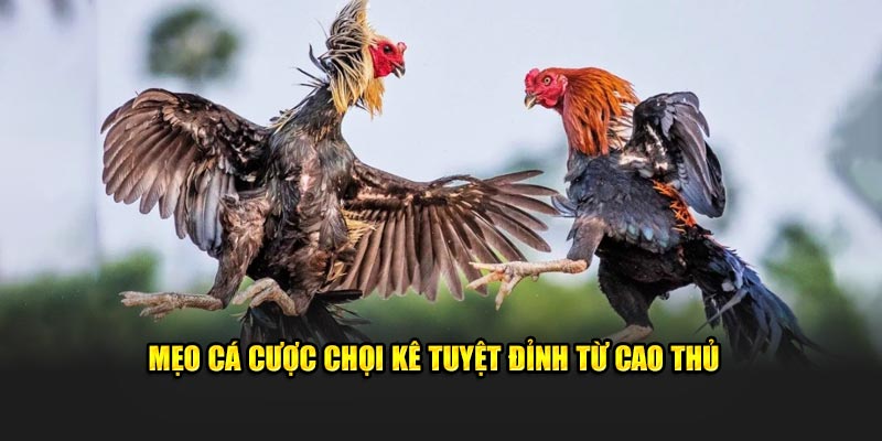 Mẹo cá cược chọi kê tuyệt đỉnh từ cao thủ 