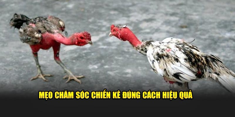 Mẹo chăm sóc chiến kê đúng cách hiệu quả 