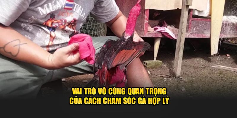 Vai trò vô cùng quan trọng của cách chăm sóc gà hợp lý